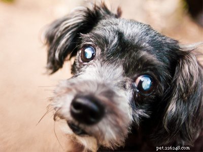 Havanese 강아지 – 전체 품종 정보 및 건강 문제