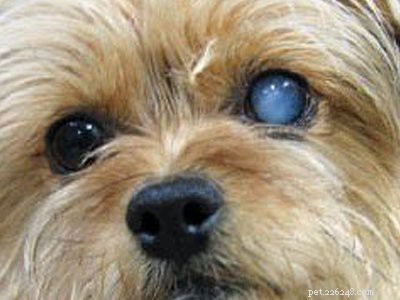 Havanezer puppy s – Volledige rasinformatie en gezondheidsproblemen