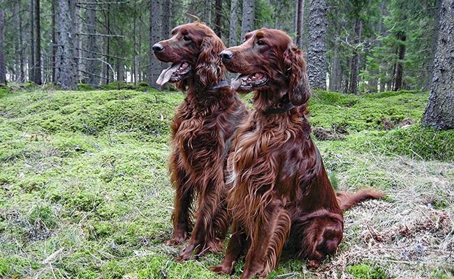 Setter Irlandês – Informações sobre raças de cães sobre o energético GunDog