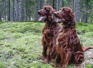 Setter Irlandês – Informações sobre raças de cães sobre o energético GunDog