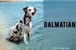Italský chrt – kompletní informace o plemeni psa