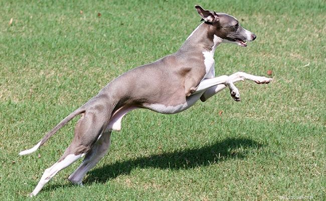 Galgo Italiano – Informações completas sobre a raça do cão