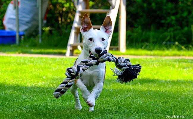 Jack Russell Terrier – informace o plemeni psa