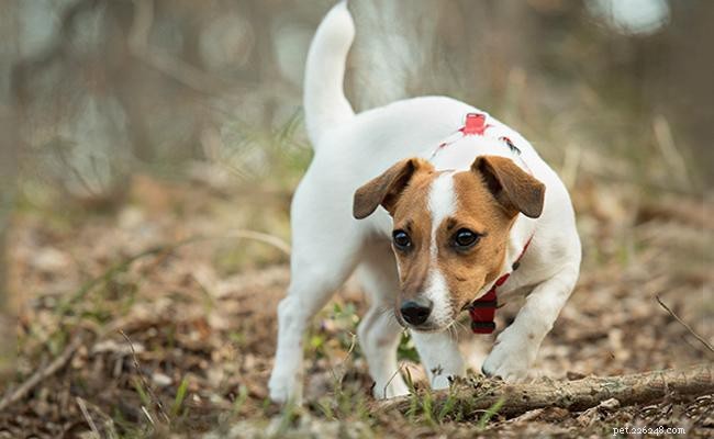Jack Russell Terrier – Hundrasinformation