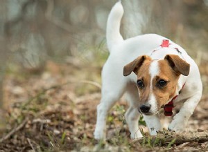 Джек-рассел-терьер – информация о породе собак