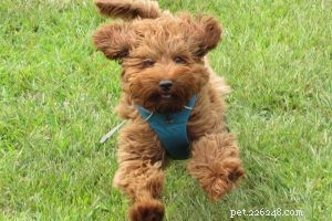 Jack Russell Terrier – Informations sur la race de chien