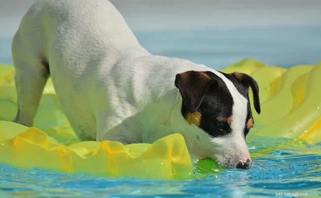 Jack Russell Terrier – Hundrasinformation