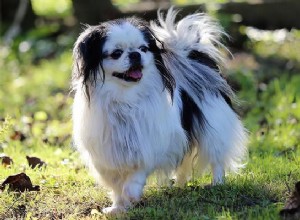 Informações sobre a raça do cão chin japonês