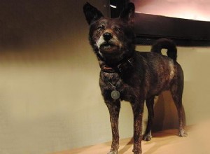 Кай Кен – 12 сведений о породах собак, которые вы должны знать