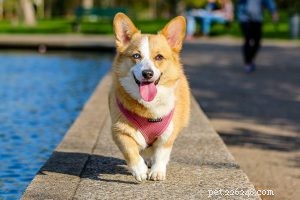 Kai Ken – 12 hondenrasinformatie die je moet kennen