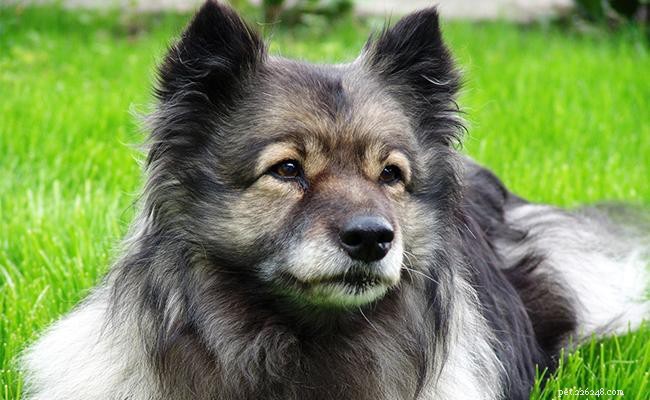 Informazioni sulla razza del cane Keeshond