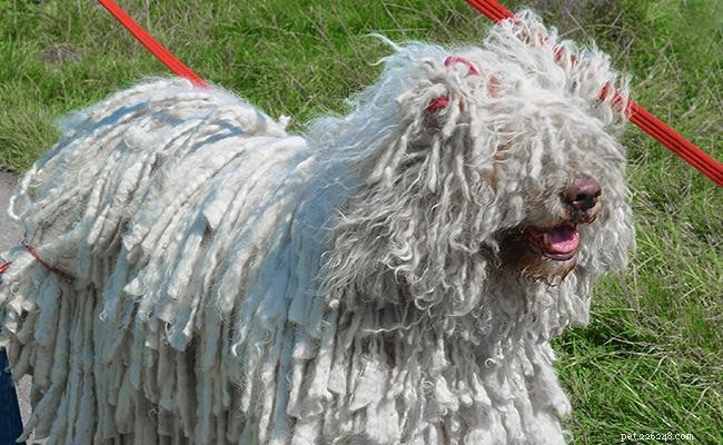 Informazioni sulla razza del cane Komondor e temperamento