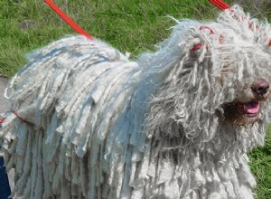Komondor Dog Breed Information And Temperament