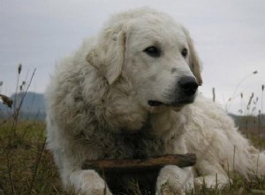 Kuvasz Dog Breed Information And Temperament