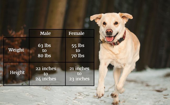 Informazioni e tratti sulla razza del cane Labrador Retriever