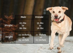 Labrador Retriever Hundrasinformation och egenskaper