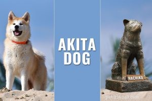 Informações e características da raça do cão labrador retriever
