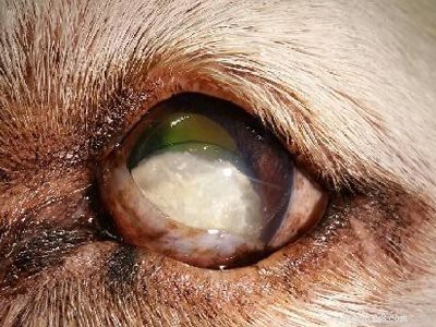 Informazioni e tratti sulla razza del cane Labrador Retriever