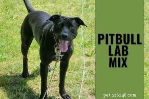 Labrador Retriever hondenras informatie en eigenschappen