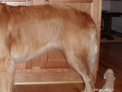 Labrador Retriever hondenras informatie en eigenschappen