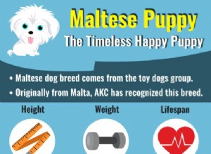 Malteservalp – alla fakta, hälsoproblem och hundvård
