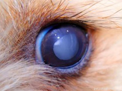 Informace a vlastnosti psa labradorského retrívra