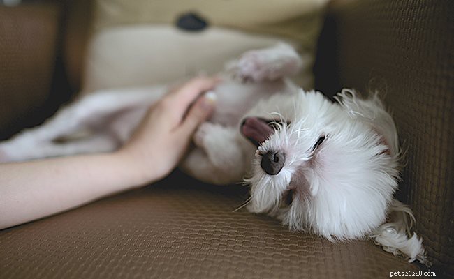Cucciolo maltese – Tutti i fatti, problemi di salute e cura del cane