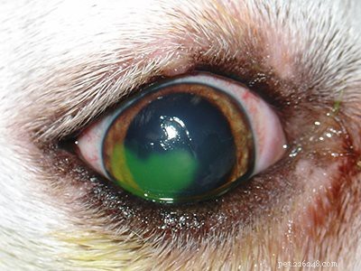 Štěně maltézského psíka – všechna fakta, zdravotní problémy a péče o psy