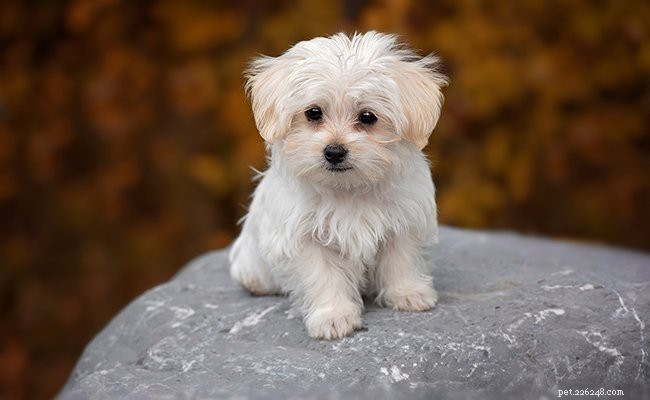 Maltese puppy - Alle feiten, gezondheidsproblemen en hondenverzorging