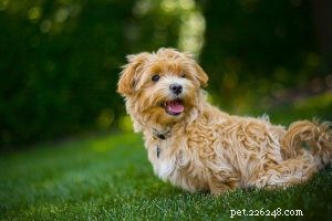 Maltese Shih Tzu –マルシーに関する犬種情報 