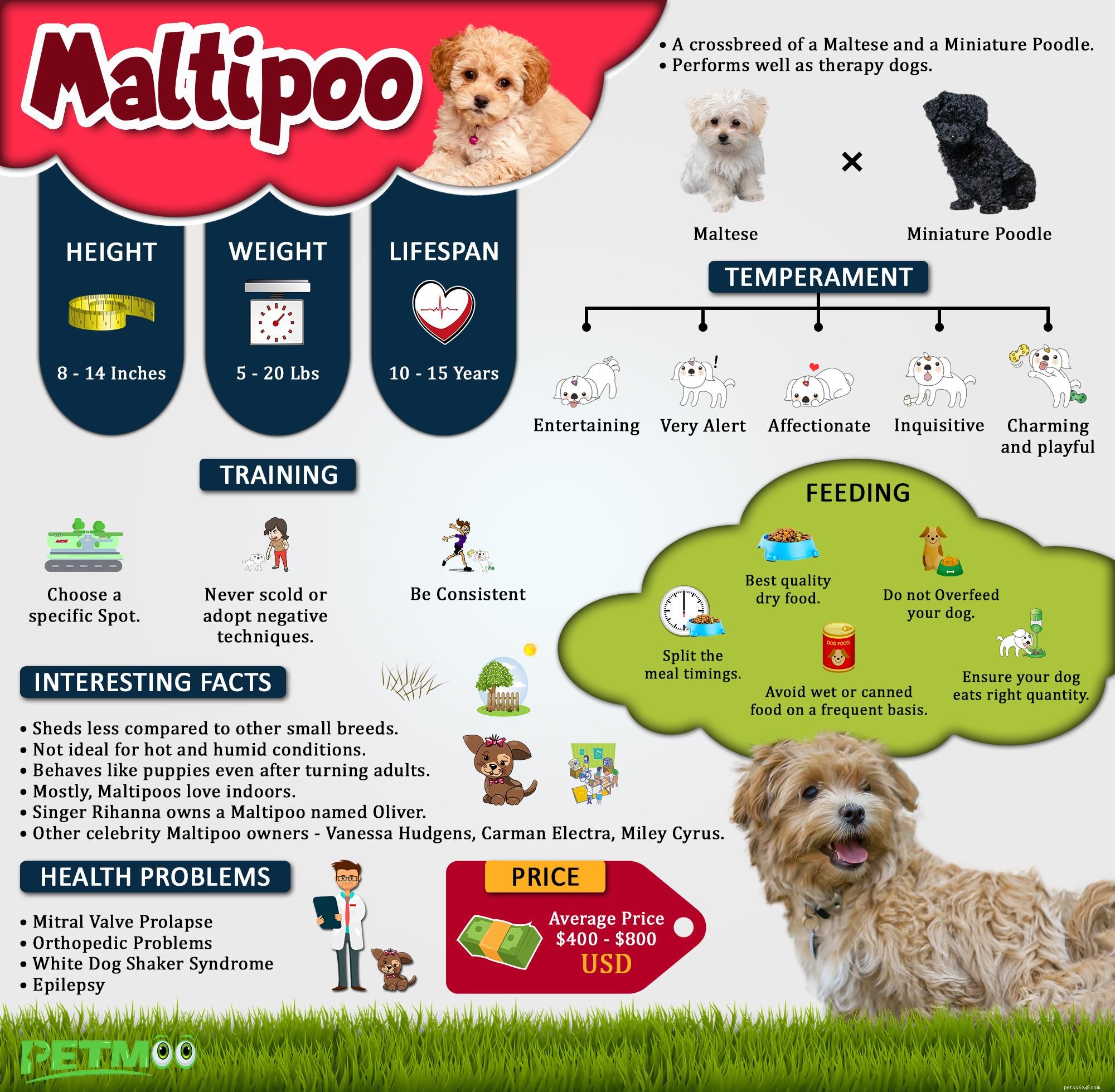 Maltipoo – 몰티즈 푸들 믹스에 대한 10가지 품종 정보
