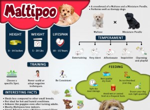 Maltipoo – 몰티즈 푸들 믹스에 대한 10가지 품종 정보