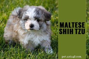 Mini Aussiedoodle – Rasfeiten over de miniatuurhond