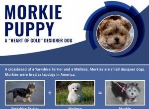 Cachorrinho Morkie – Fatos obrigatórios sobre o lindo pacote de amor