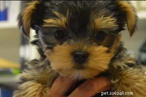 Morkie Puppy – Moet feiten kennen over de schattige bundel van liefde