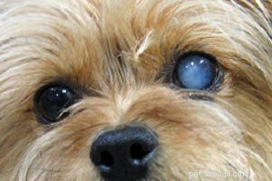 Cachorrinho Morkie – Fatos obrigatórios sobre o lindo pacote de amor