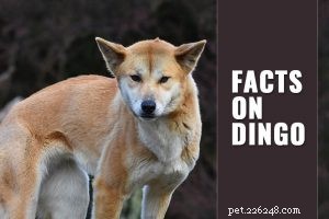 Newfoundland hondenrasinformatie en interessante feiten