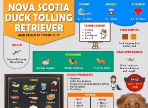 Nova Scotia Duck Tolling Retriever – Fatos sobre o Toller