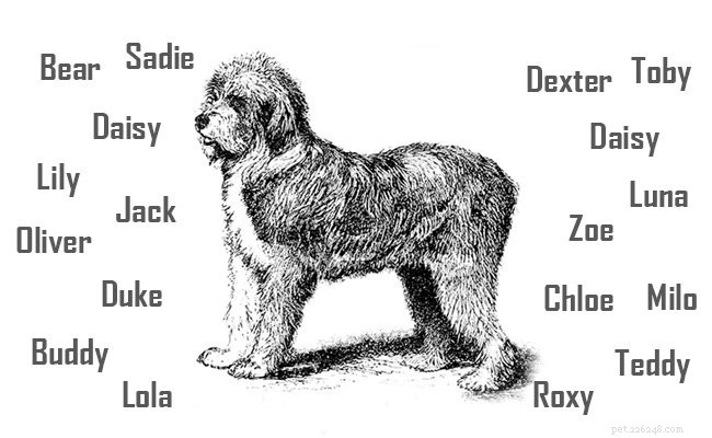 Cane da pastore inglese antico:fatti, temperamento e problemi di salute