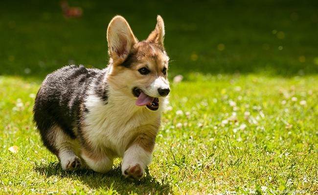Информация о породе собак вельш-корги пемброк и их особенности