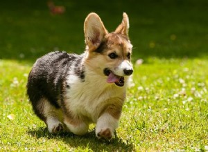 Информация о породе собак вельш-корги пемброк и их особенности