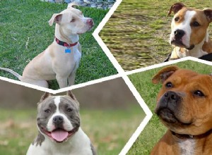 Filhotes de Pitbull – Os fatos da raça de cães robustos, obedientes e leais