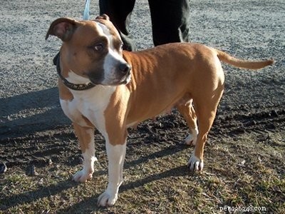 Pitbull-puppy s – de robuuste, gehoorzame en loyale hondenrasfeiten