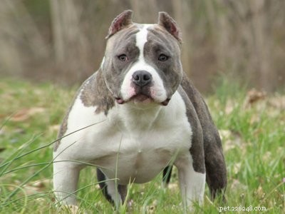 Pitbull Puppies – 강건하고 순종적이며 충성스러운 개 품종 정보
