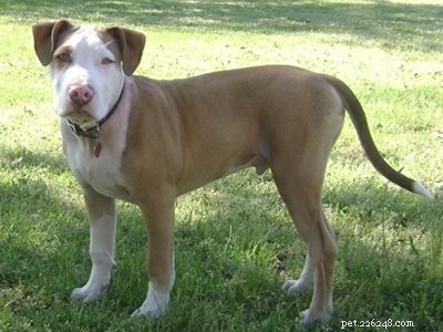 Pitbull-puppy s – de robuuste, gehoorzame en loyale hondenrasfeiten
