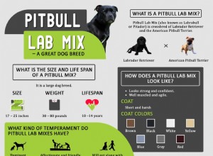 Pitbull Lab Mix – Guia completo para um proprietário de Bullador