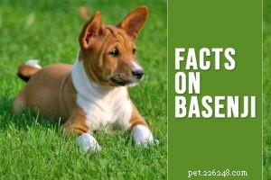 Pomerania – Informazioni sulla razza canina e nomi carini