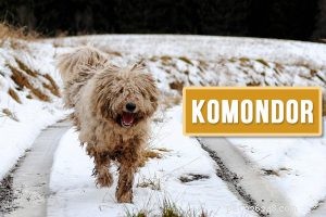 Pomeranian – informace o plemeni psa a roztomilá jména