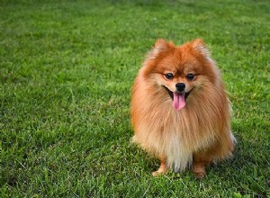 Померанский шпиц – информация о породах собак и милые имена