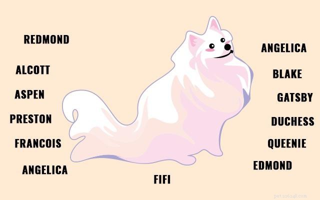 Pommeren – Informatie over hondenrassen en schattige namen